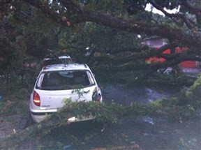 Árvore cai e atinge dois carros na Rua Neo Alves Martins, no centro de Maringá